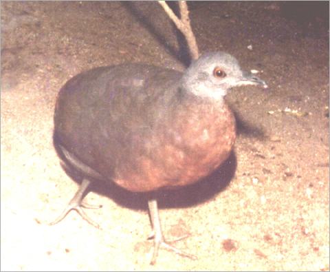 Crypturellus obsoletus